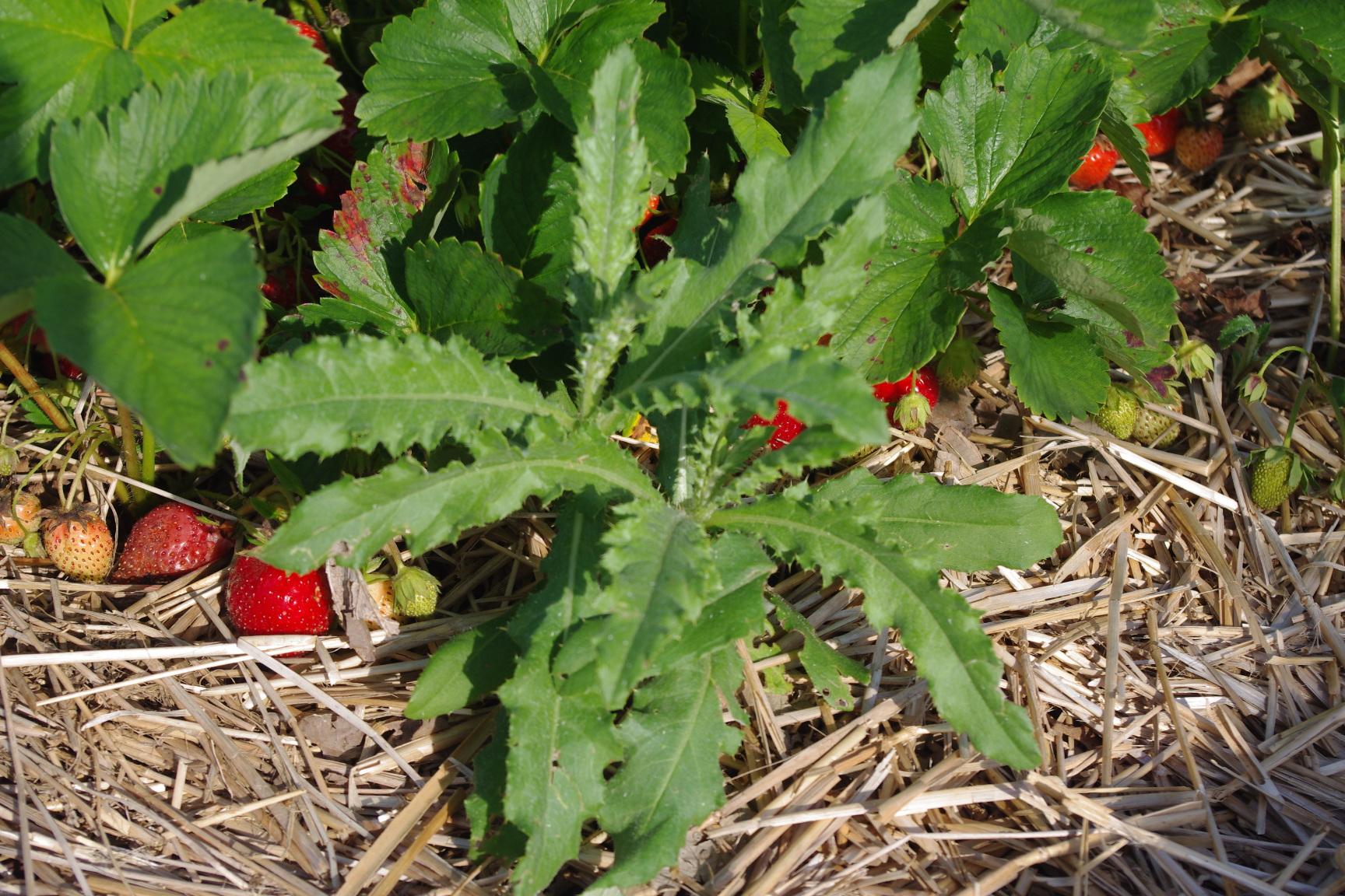 Canada thistle (Strang, UKY)