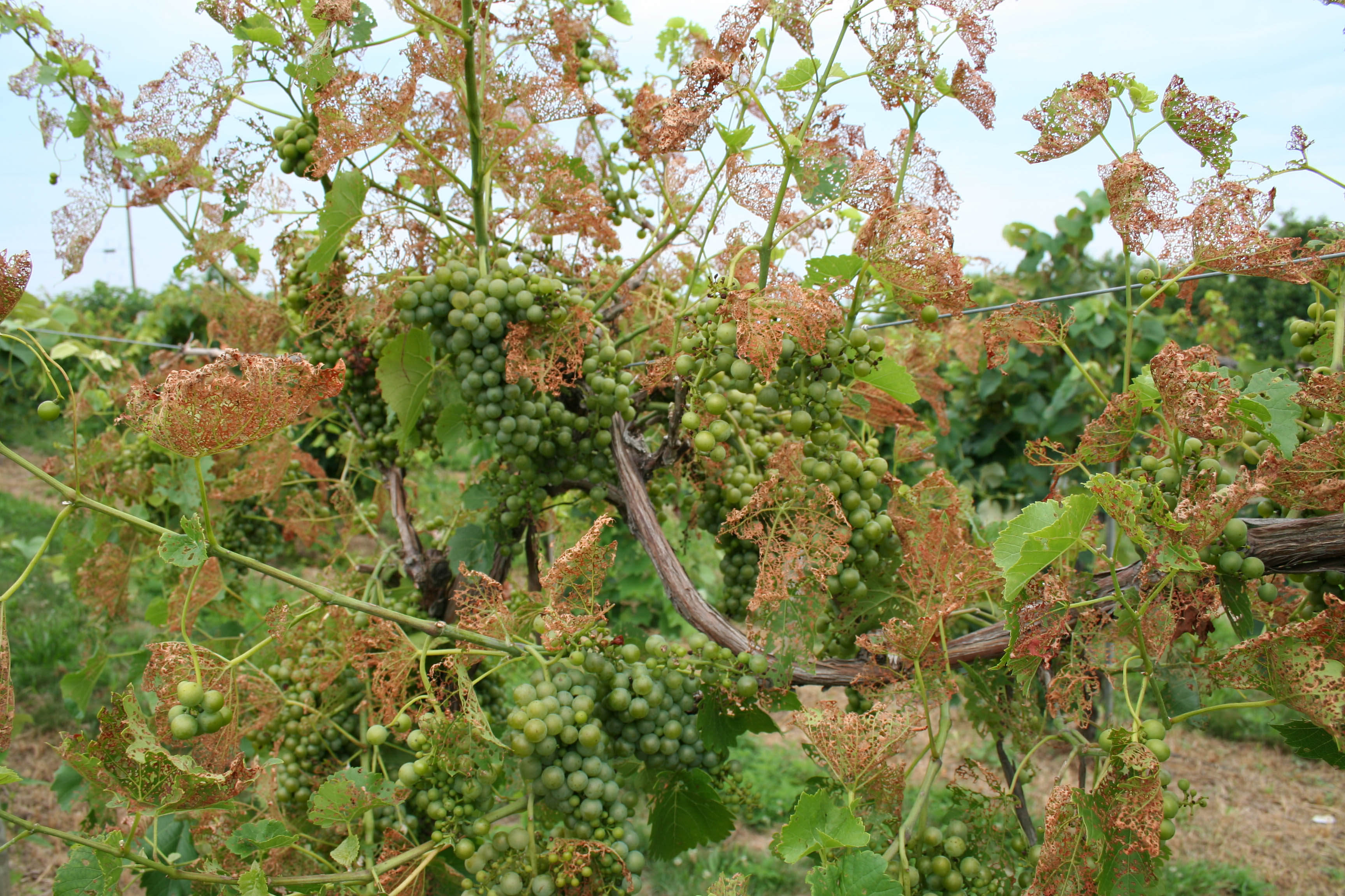 Japanese beetle damage. 