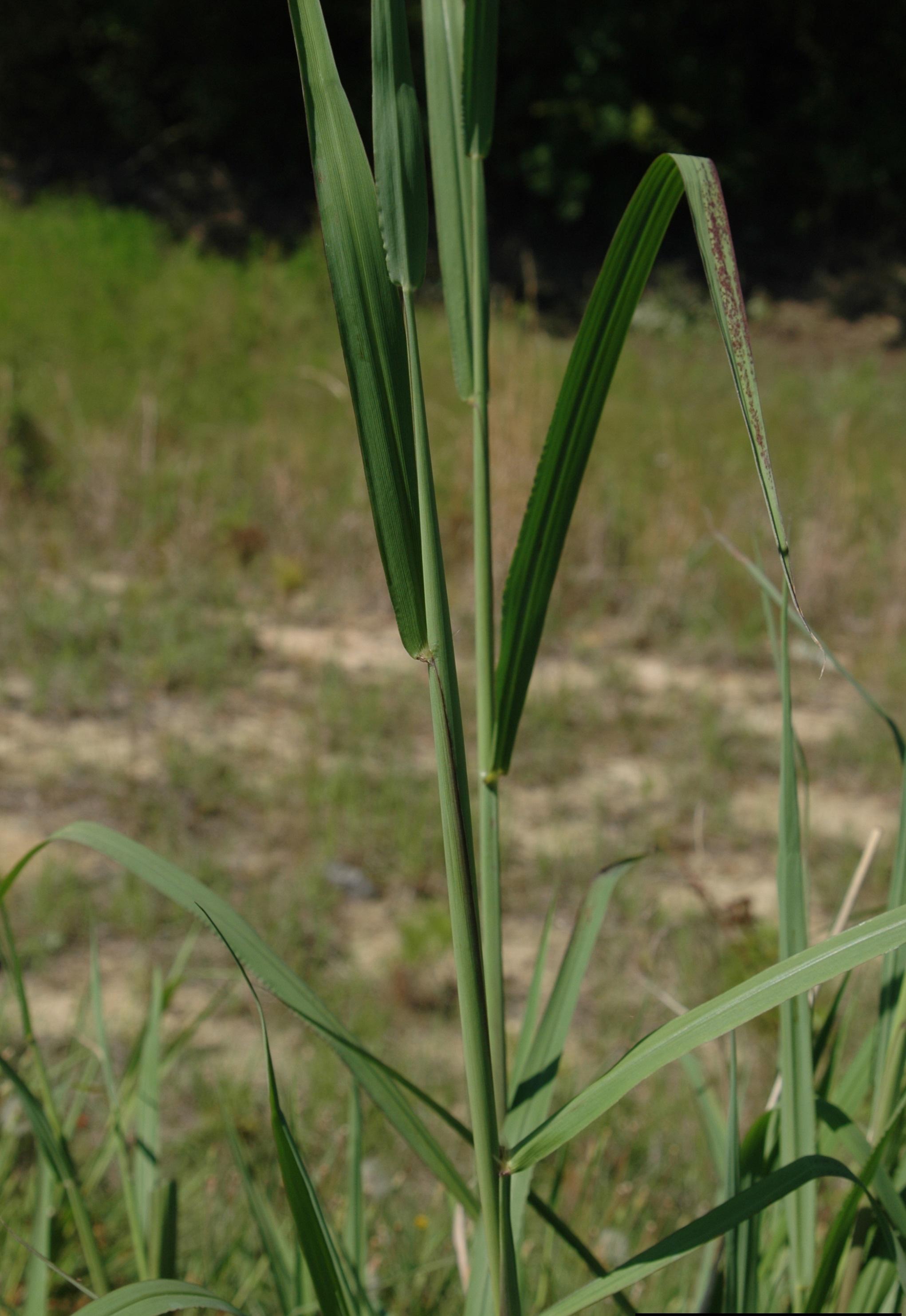 Johnsongrass (Photo: Chris Evans, University of Illinois, Bugwood.org)