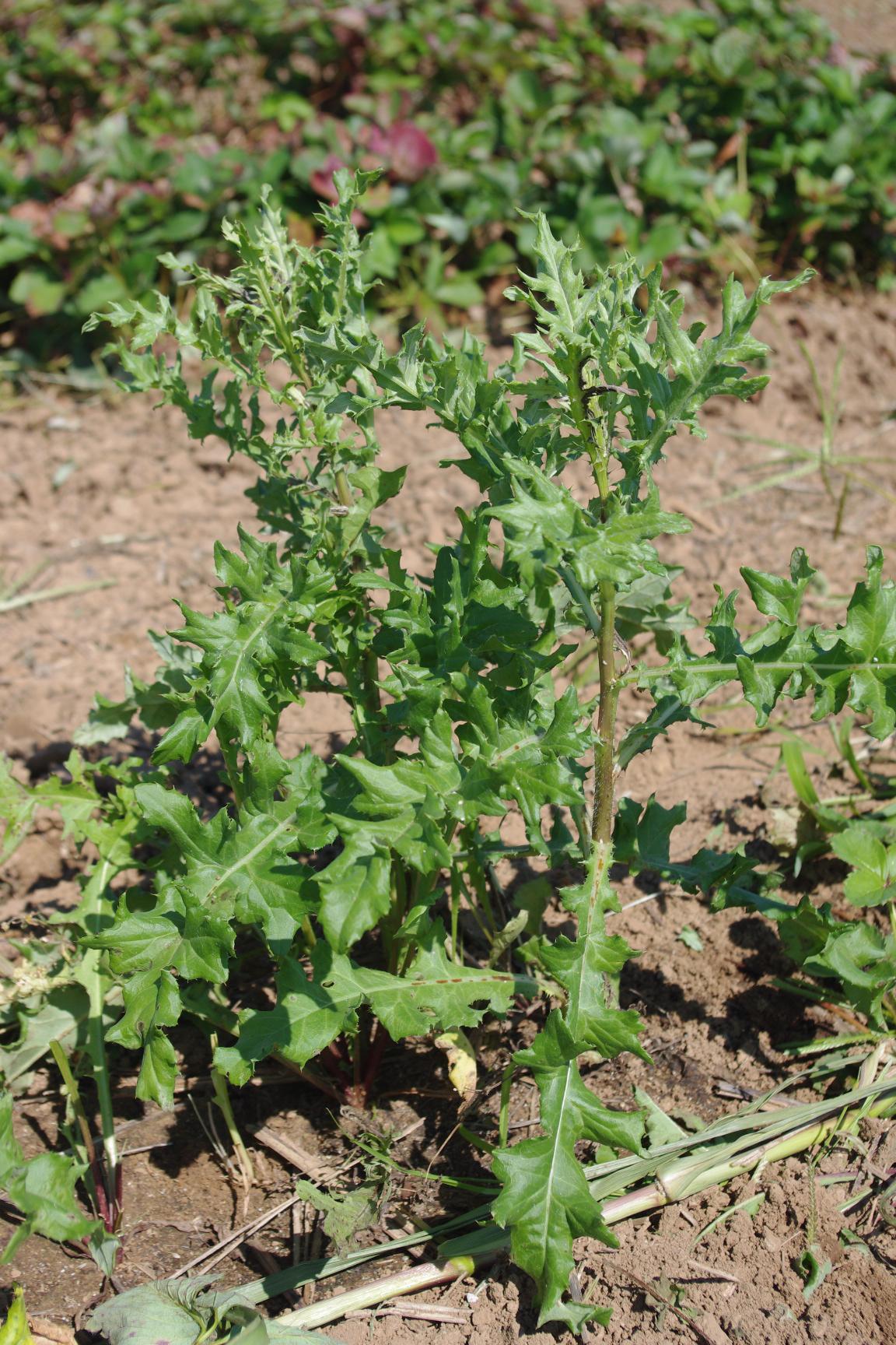 Canada thistle (Strang, UKY)