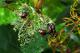 Japanese beetle