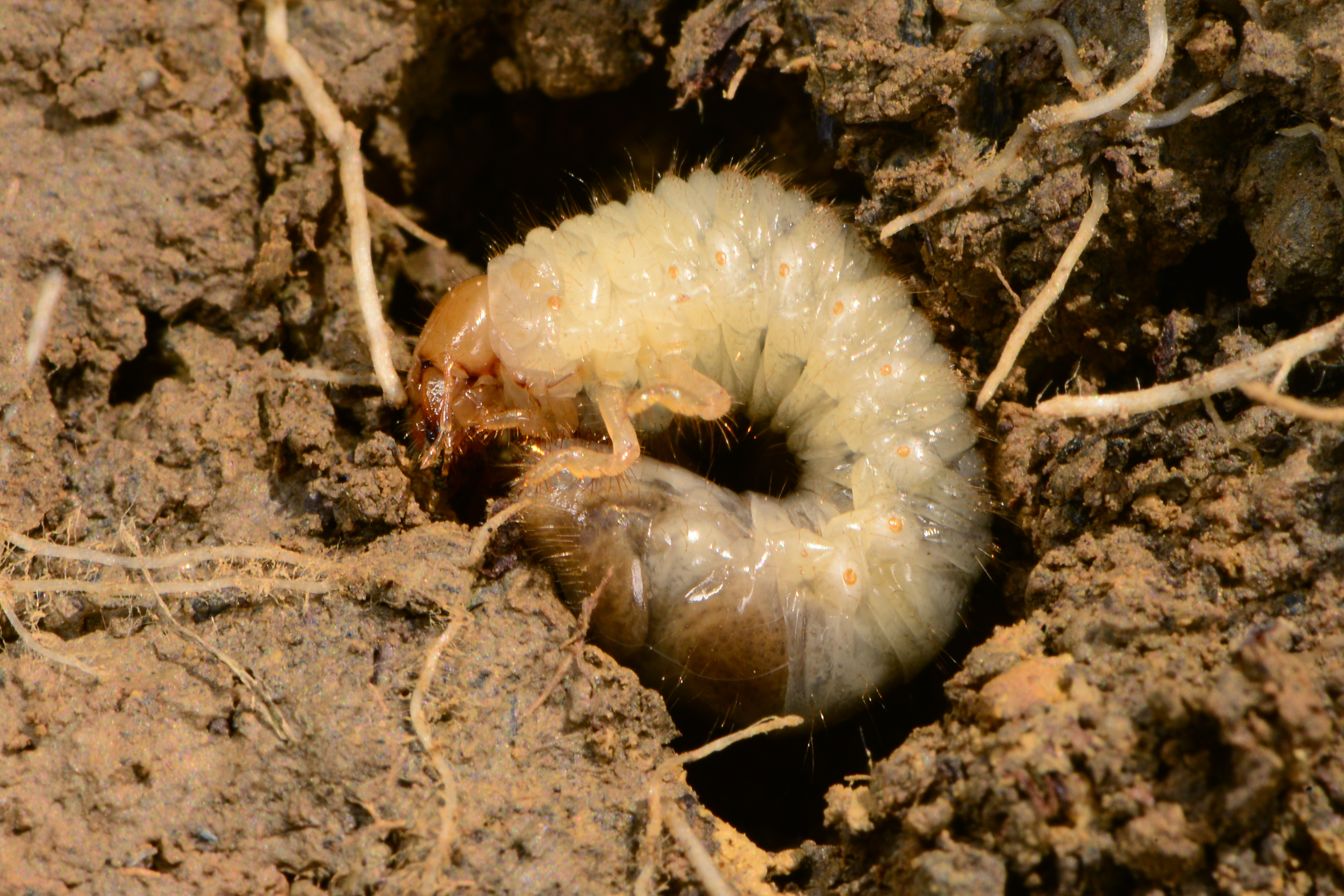 Japanese beetle grub. 