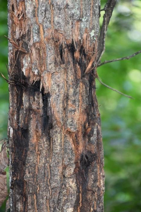 Black bear damage