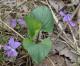 Common blue violet