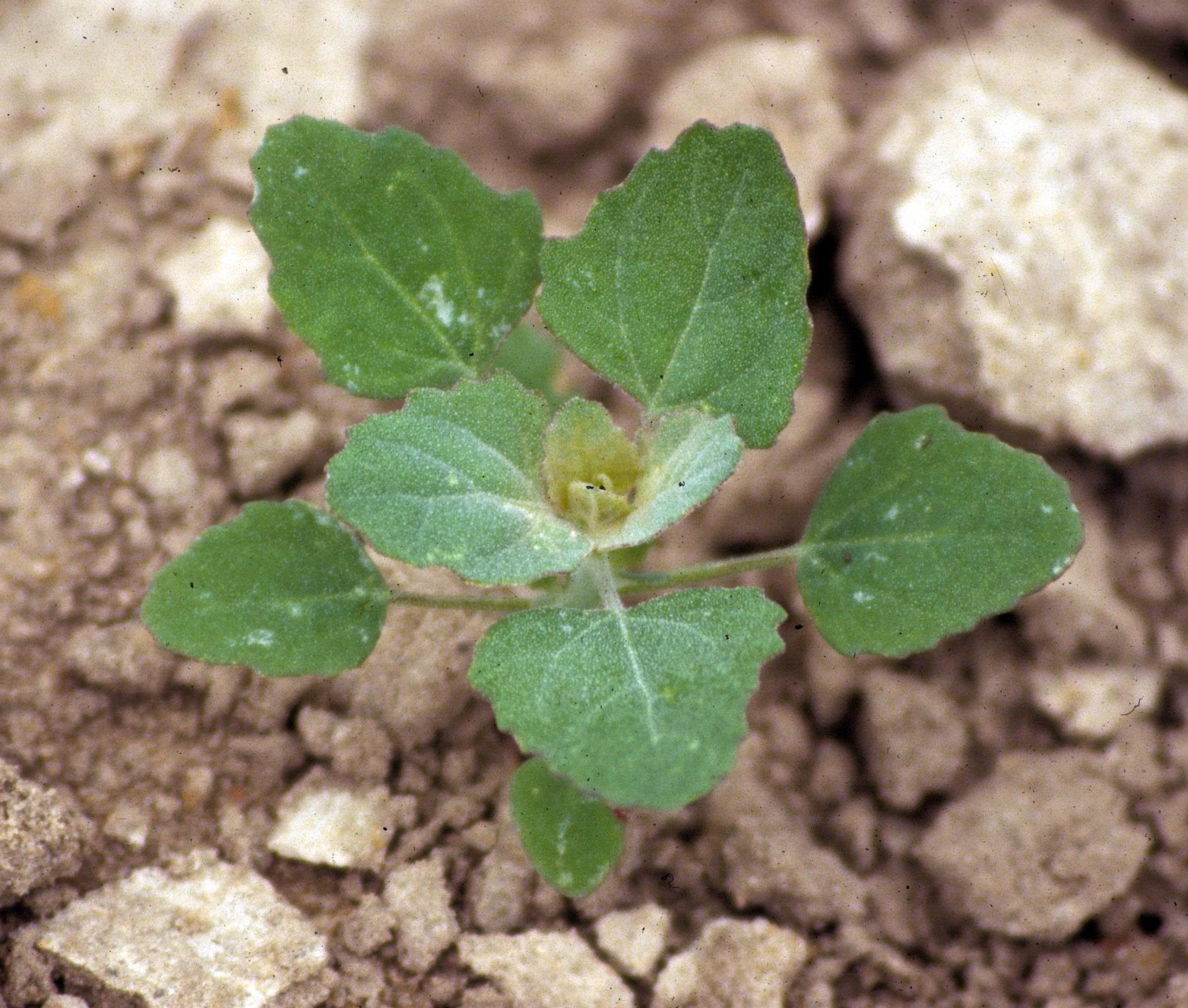 Lambsquarter seedling. 