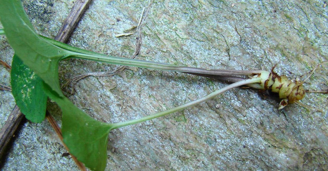 Common blue violet underground rhizome (Wallace, University of Georgia, Bugwood.org)