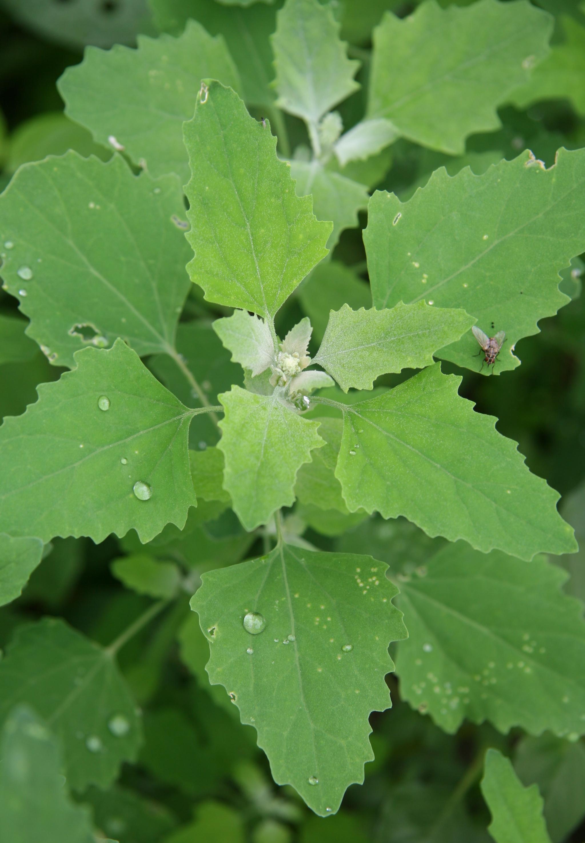 Lambsquarter close-up of foliage. 