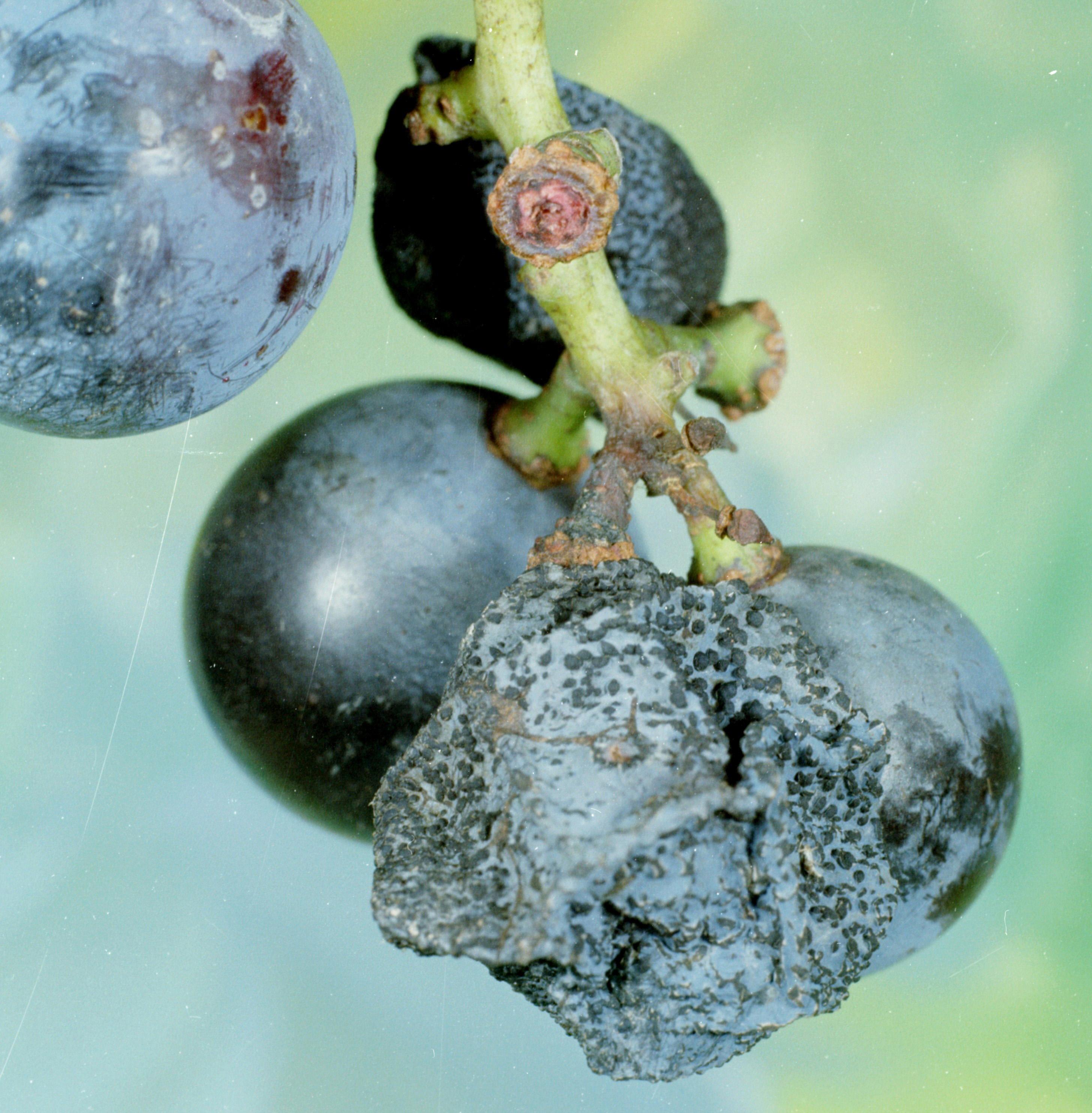 Bitter rot (Photo: Clemson - USDA Cooperative Extension Slide Series, Bugwood.org)