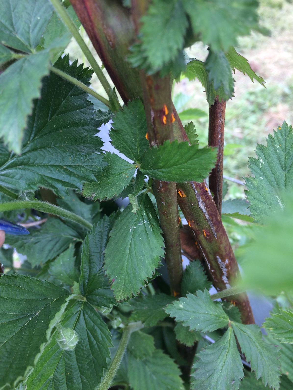 Cane and leaf rust (Photo: Yesica Cisneros)