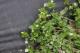 Common chickweed