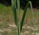 Johnsongrass