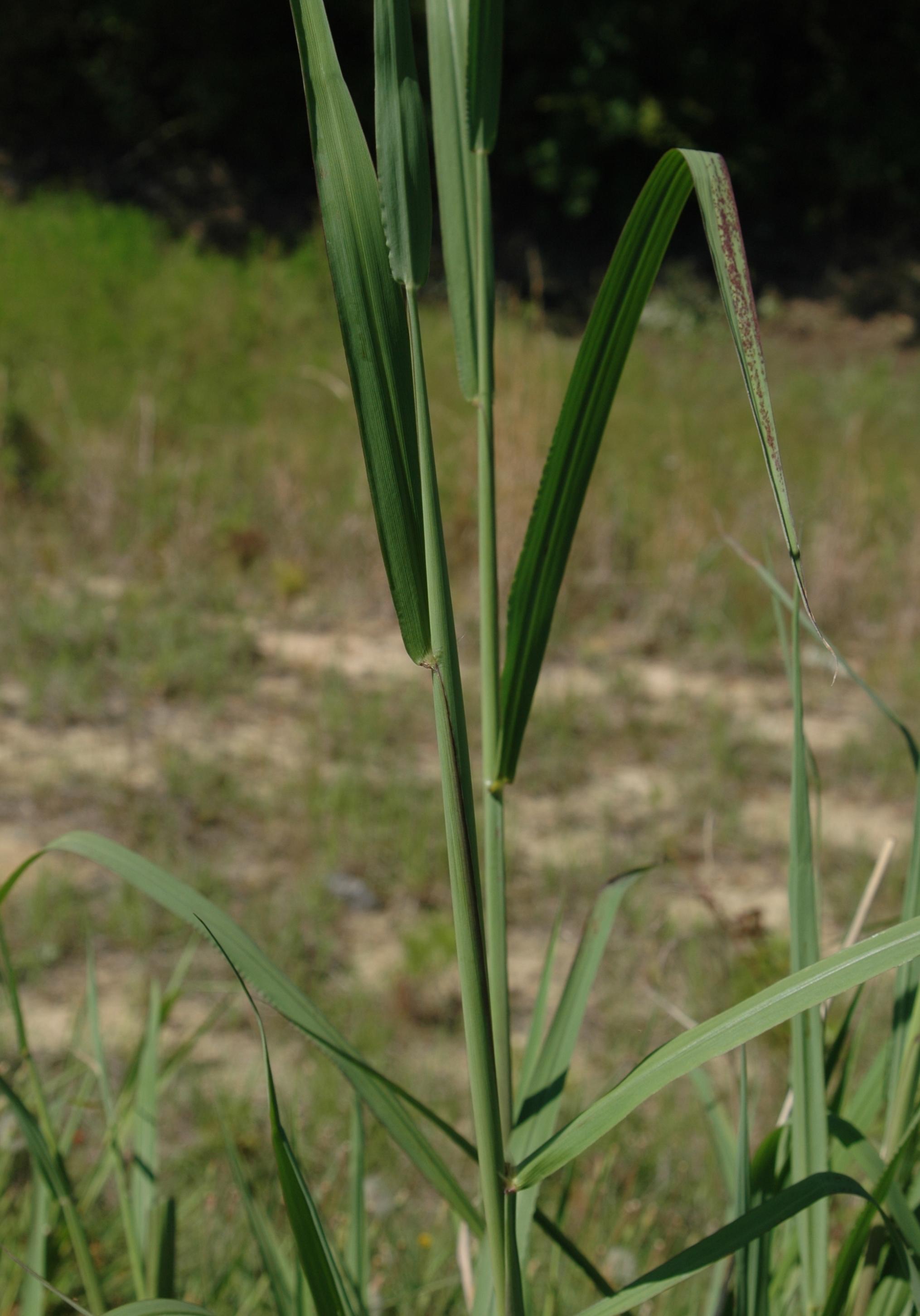 Johnsongrass (Evans, IL Wildlife Action Plan, Bugwood.org)