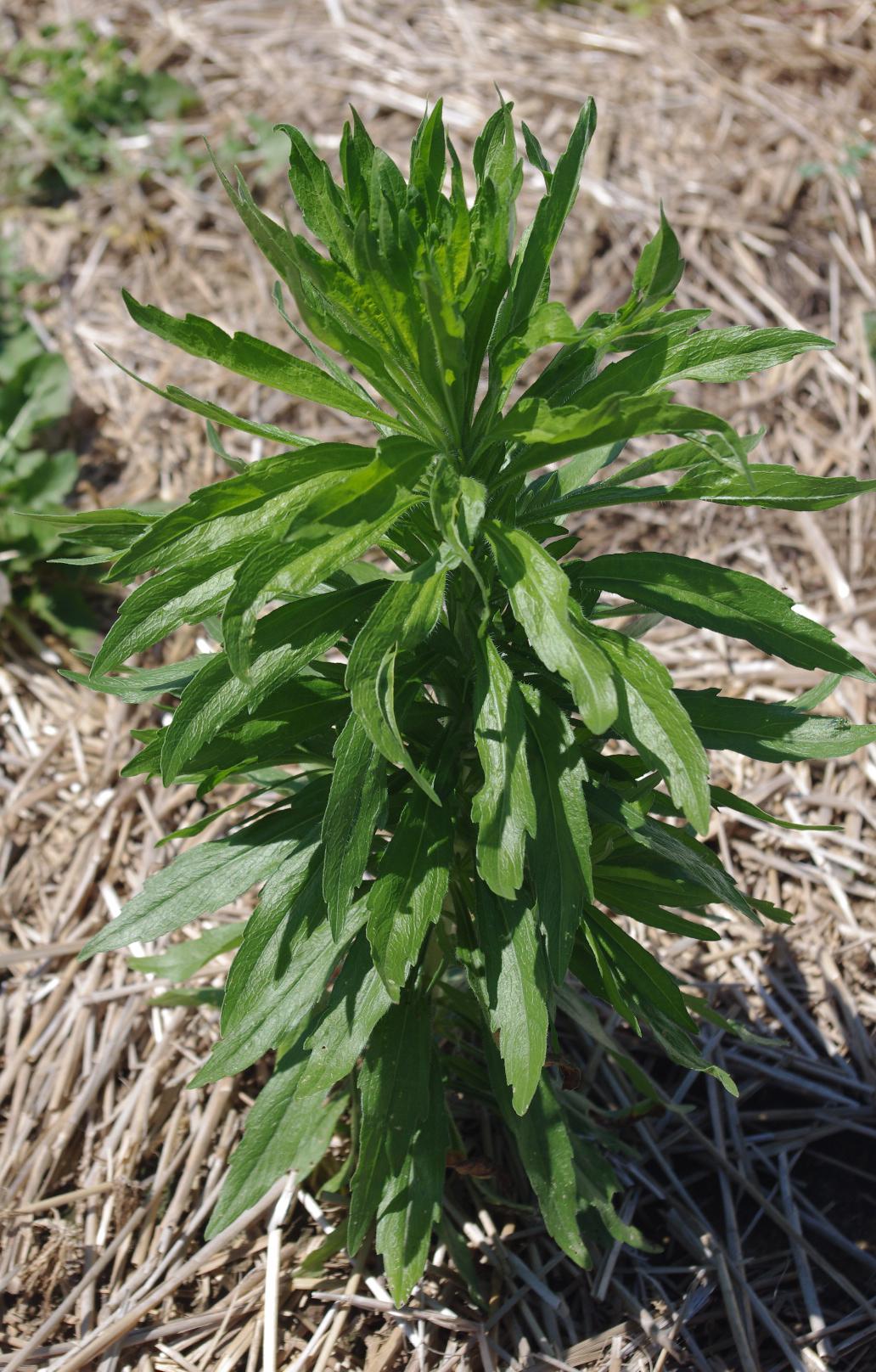 Marestail (Photo: John Strang, UKY)