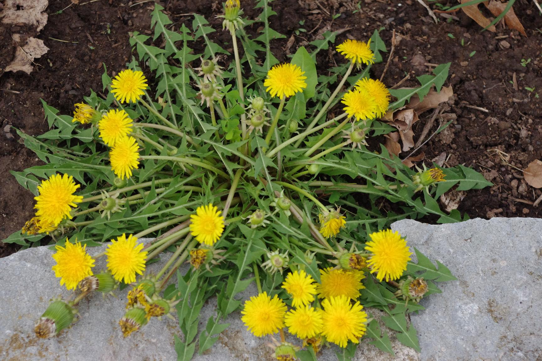 Dandelion in bloom (Strang, UKY)