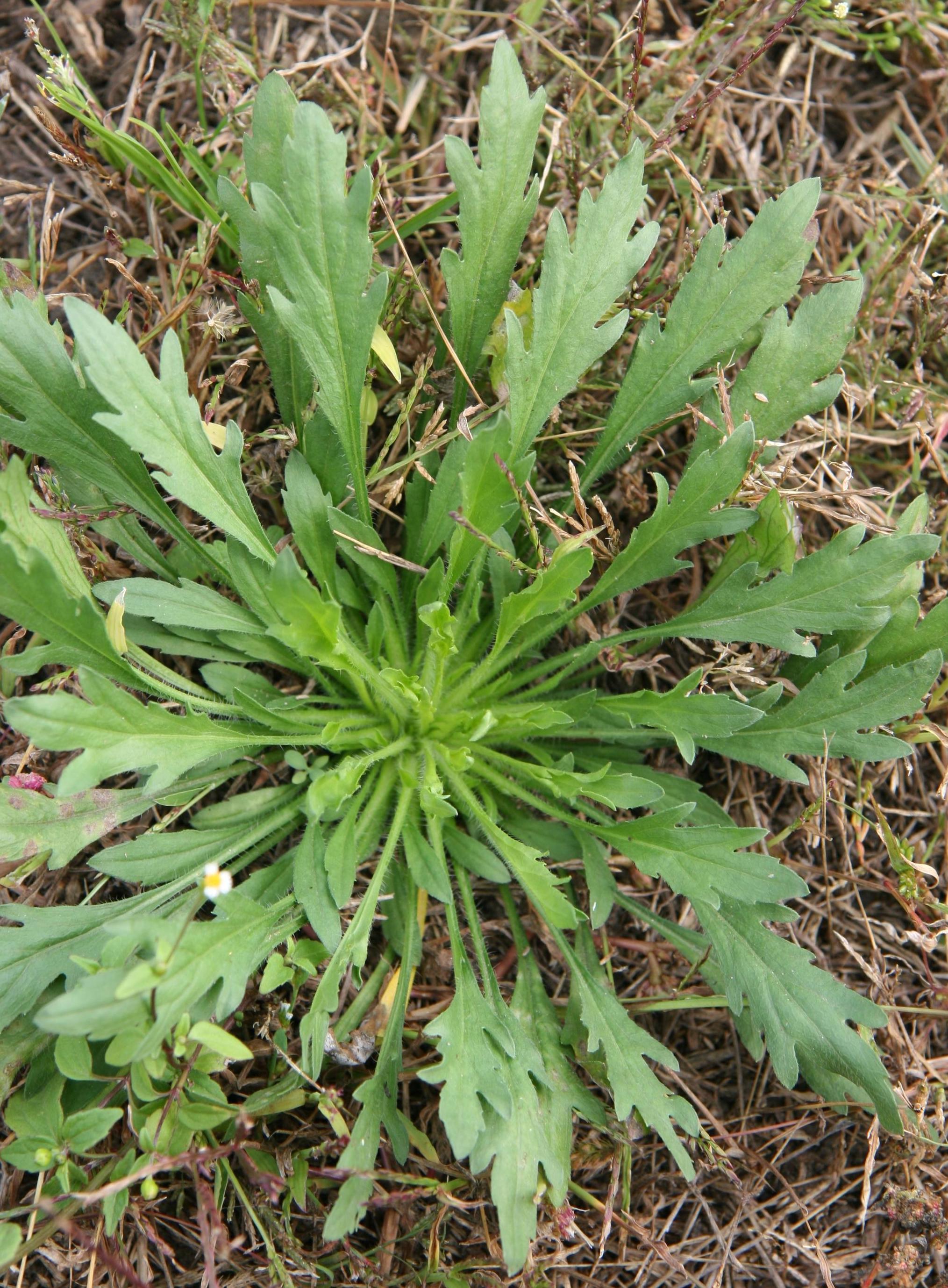 Marestail foliage (Videki, Coronicum Kft, Bugwood.org)