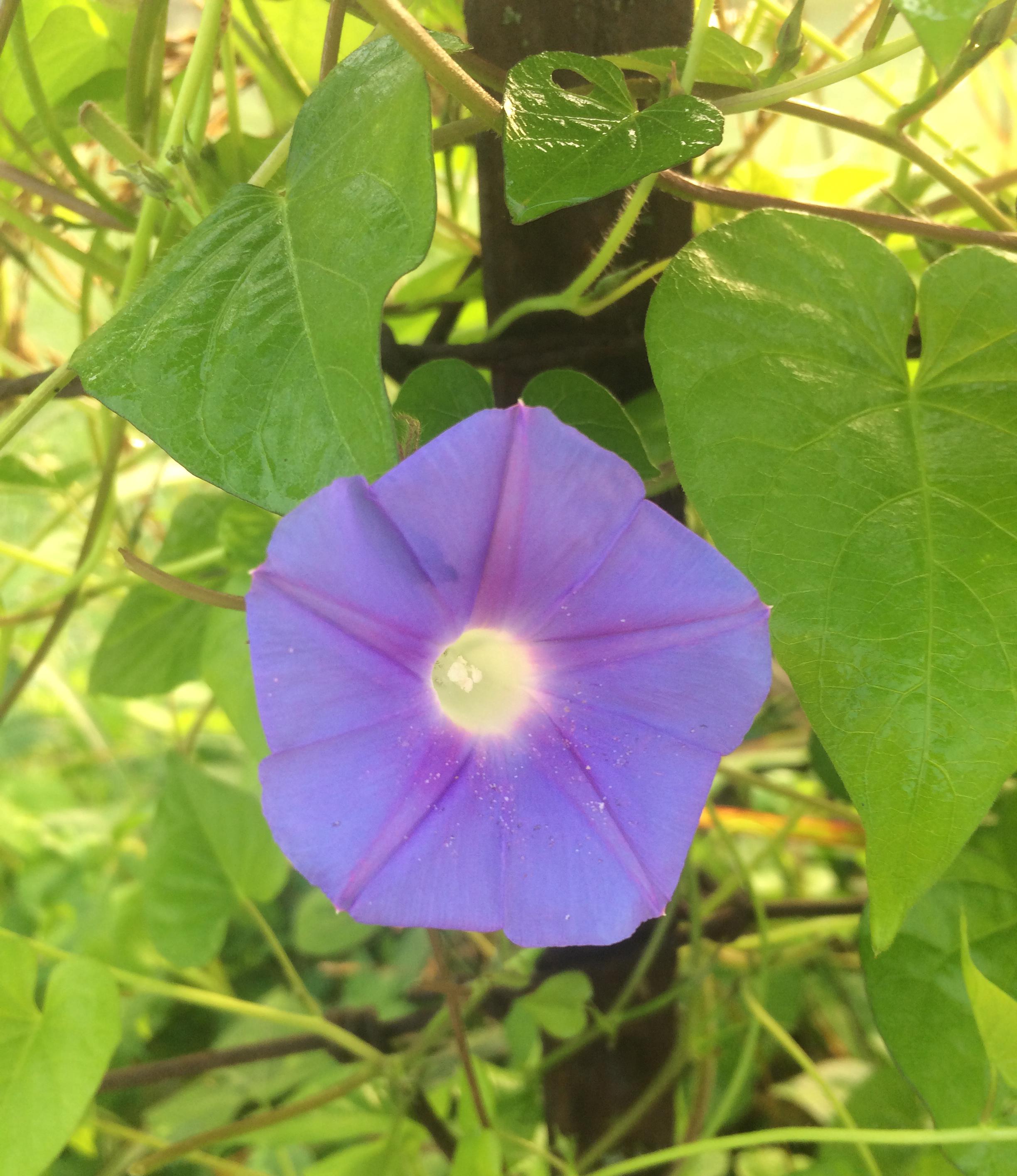 Morning glory flower variations. 