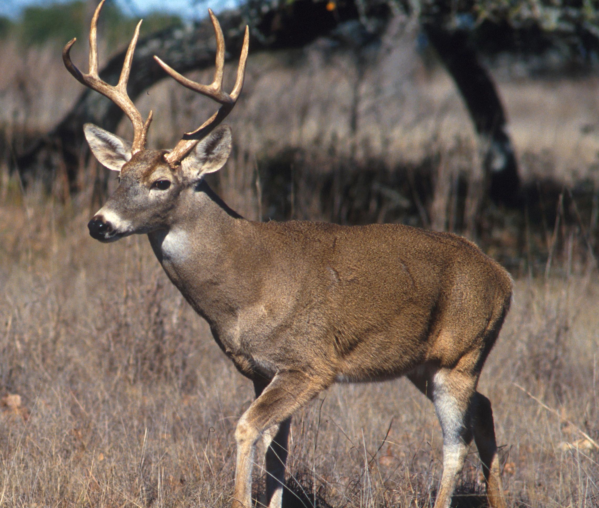 White-tailed deer. 