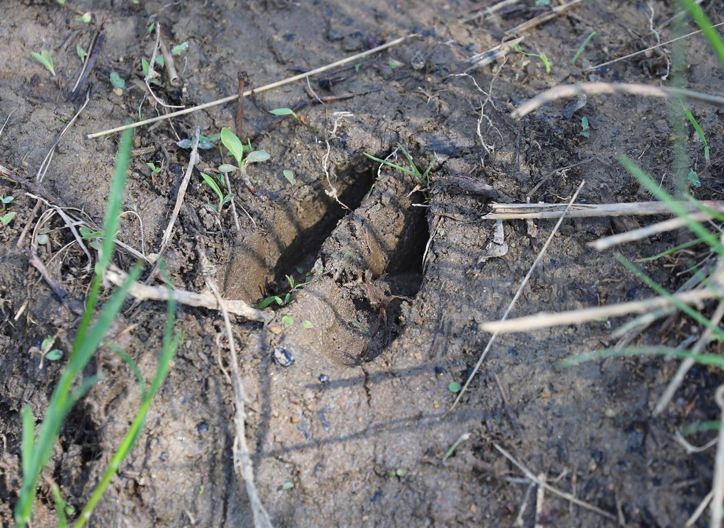 White-tailed deer track