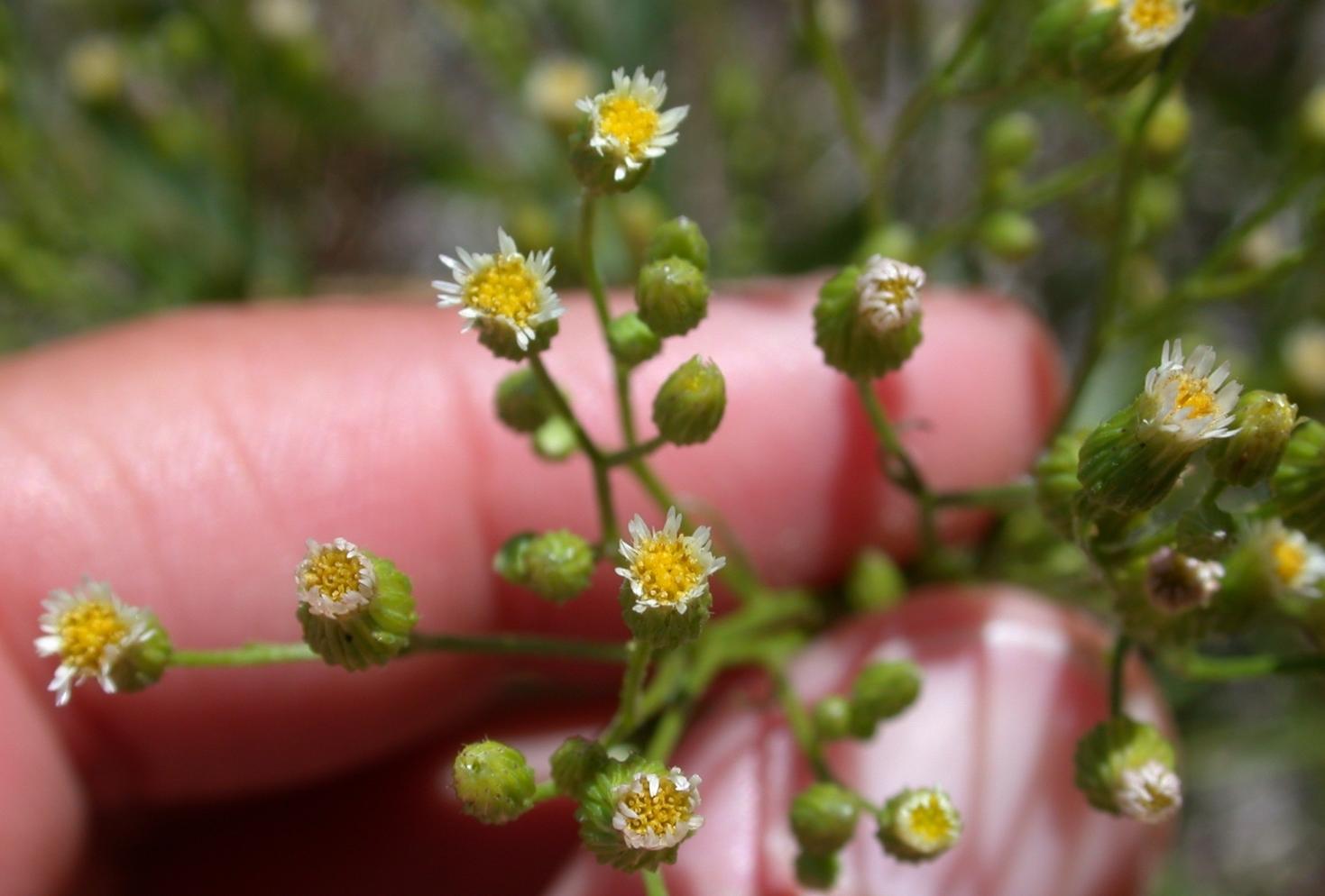 Marestail flowers (Harte, Bugwood.org)