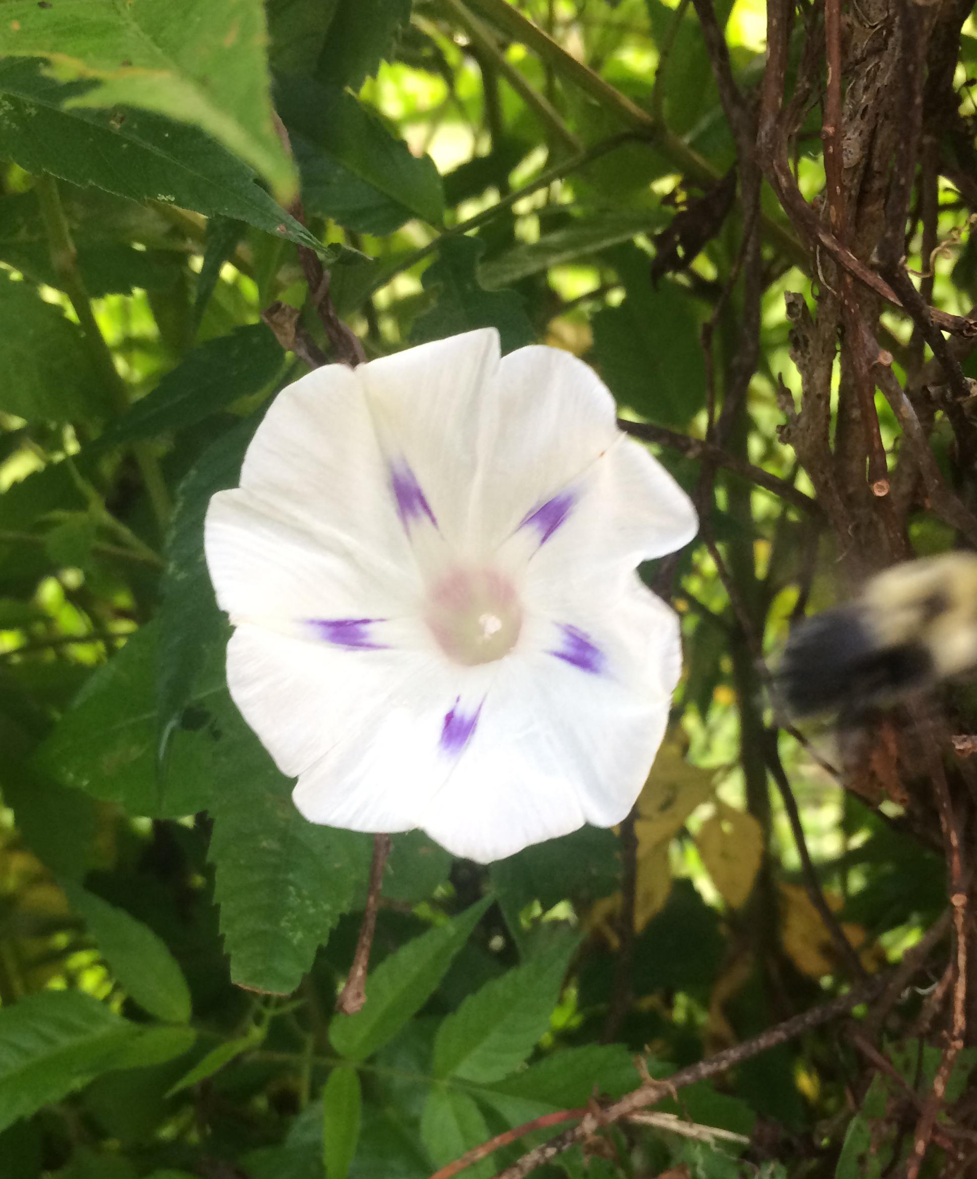 Morning glory flower variations. 