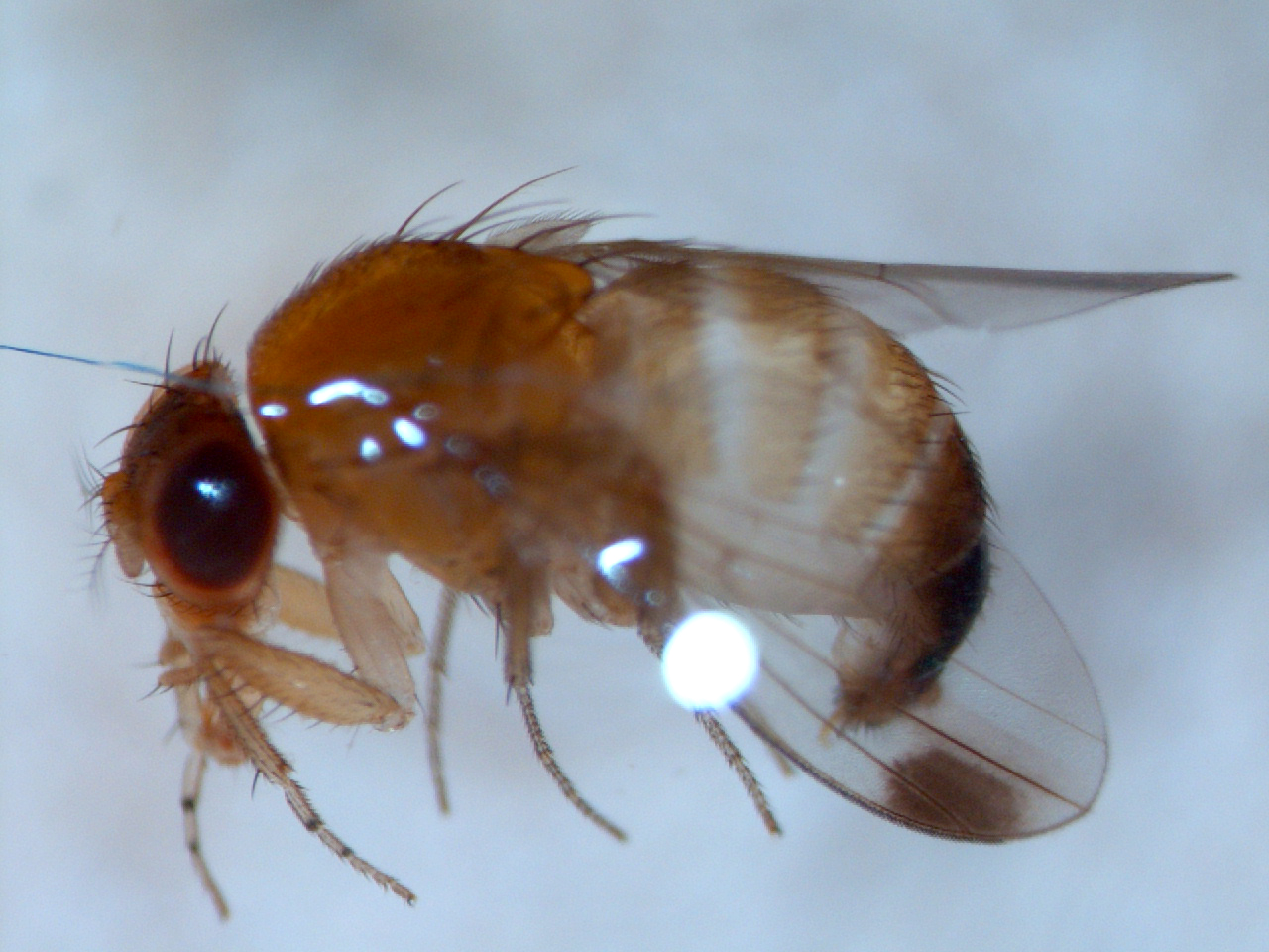 Spotted wing drosophila adult male.  