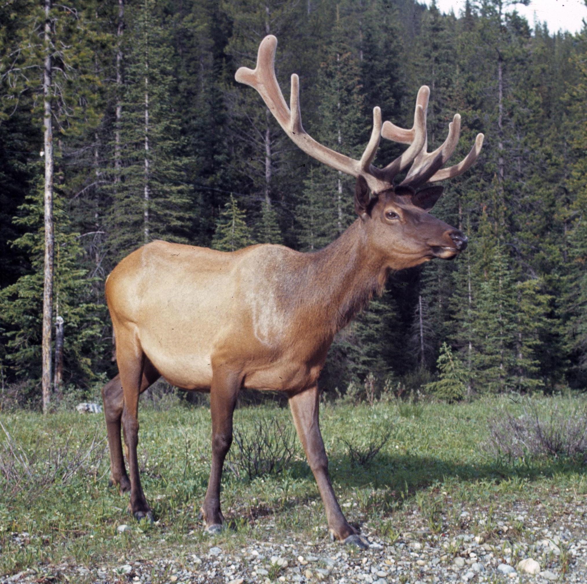 Elk. 