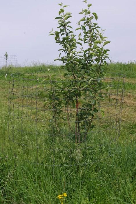 Install small fences to protect from deer rubbing and over-browsing.  