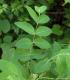 Hemp dogbane