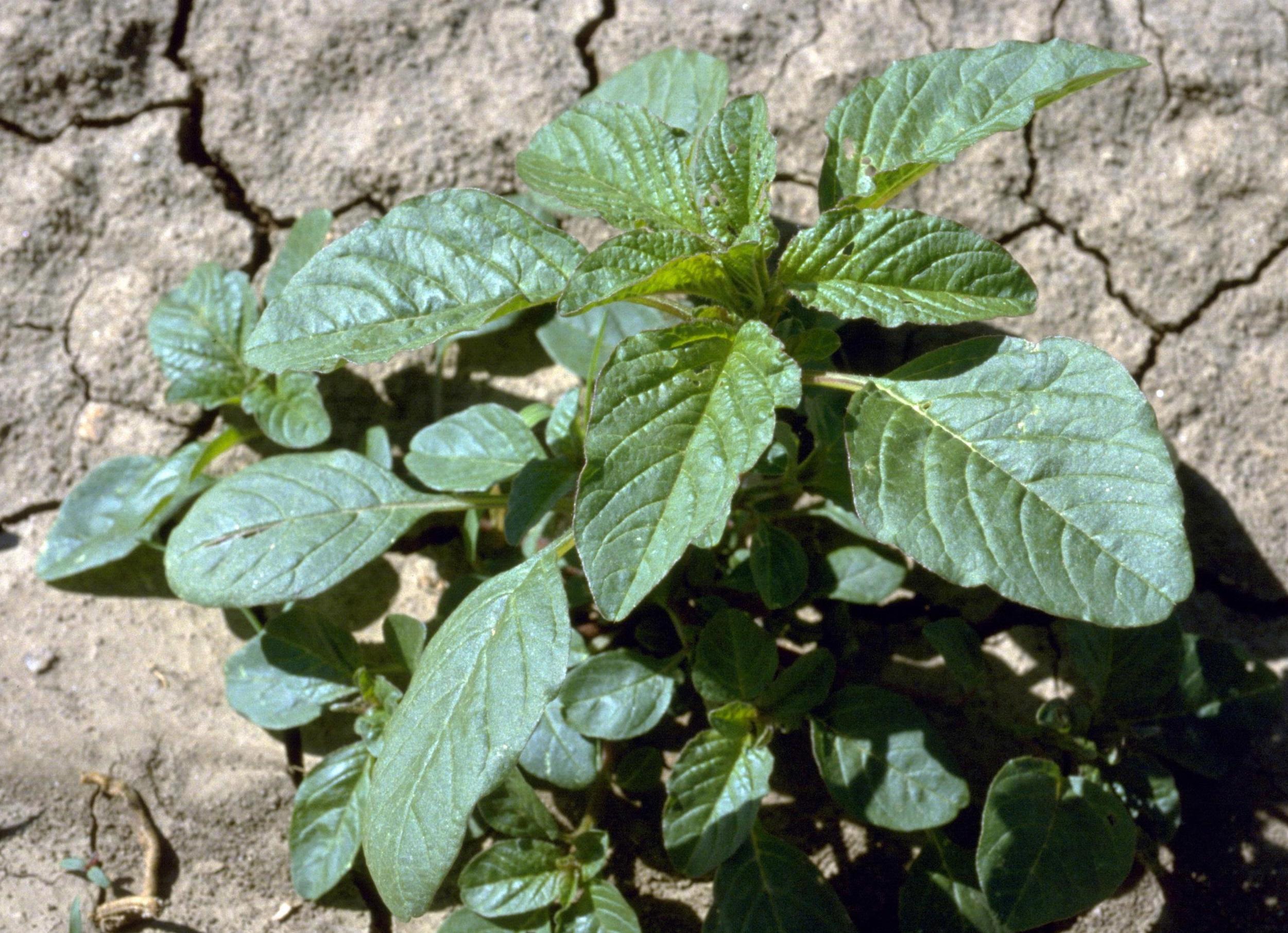 Pigweeds (Photo: Phil Westra, Colorado State University, Bugwood.org)