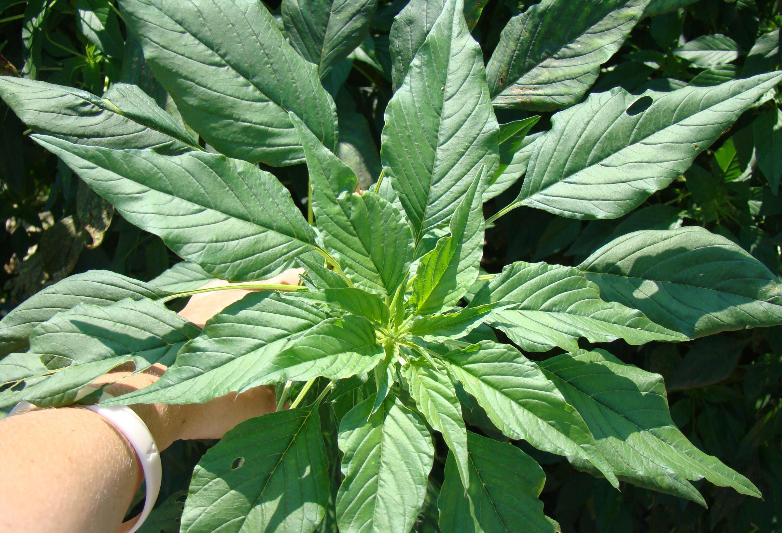 Palmer amaranth foliage (Wallace, UGA, Bugwood.org)