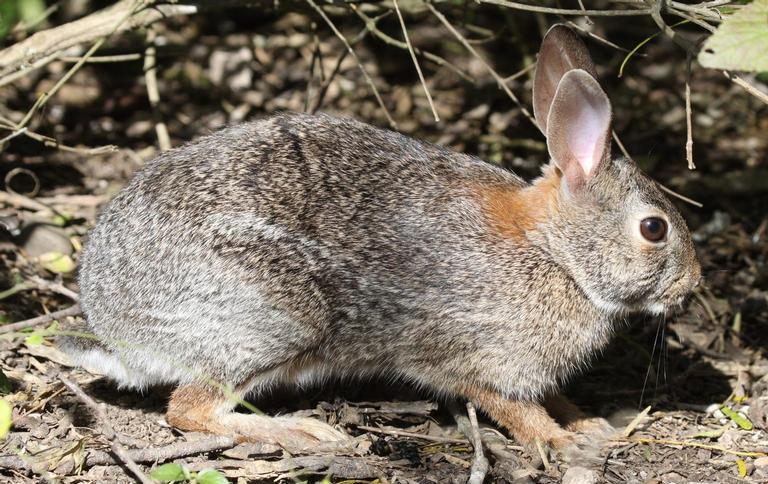 Eastern cottontail rabbit. 