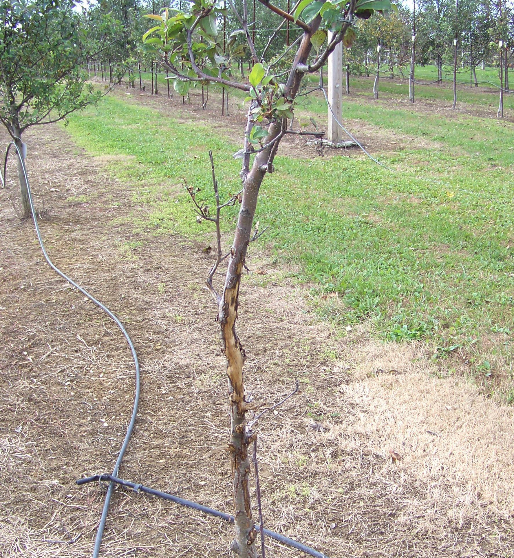 Deer horn rubbing damage (Wolfe, UKY)