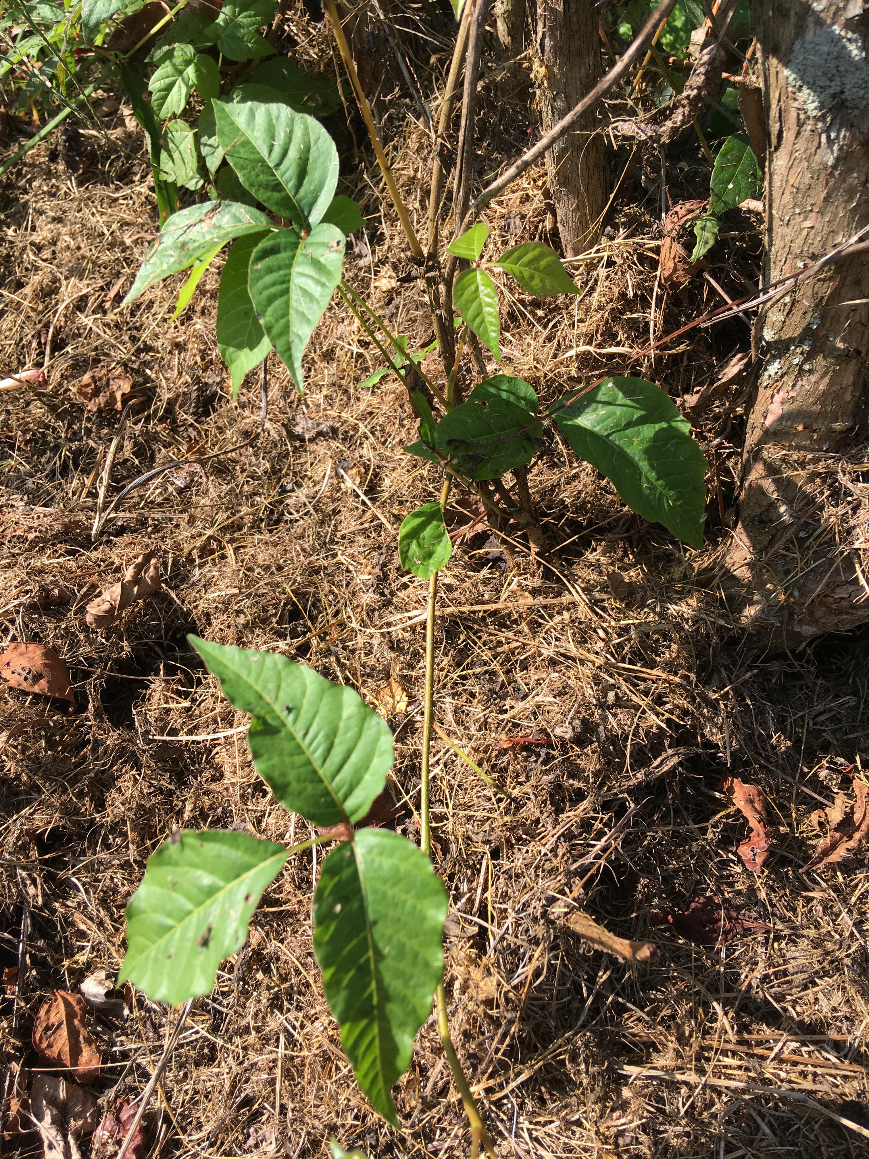 Poison ivy (Photo: Shawn Wright, UKY)