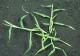 Crabgrass (Photo: Doug Doohan, Ohio State University, Bugwood.org)