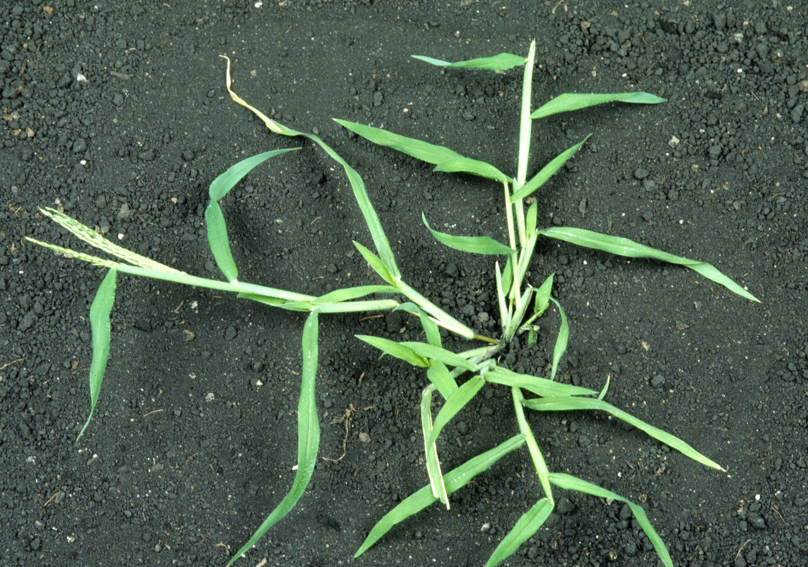 Crabgrass growth habit. 