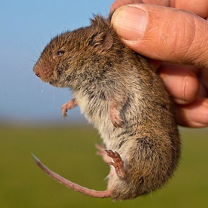 Prairie vole. 