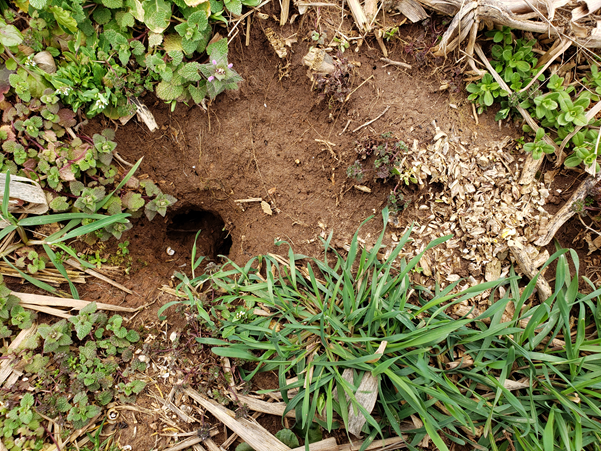 Vole run