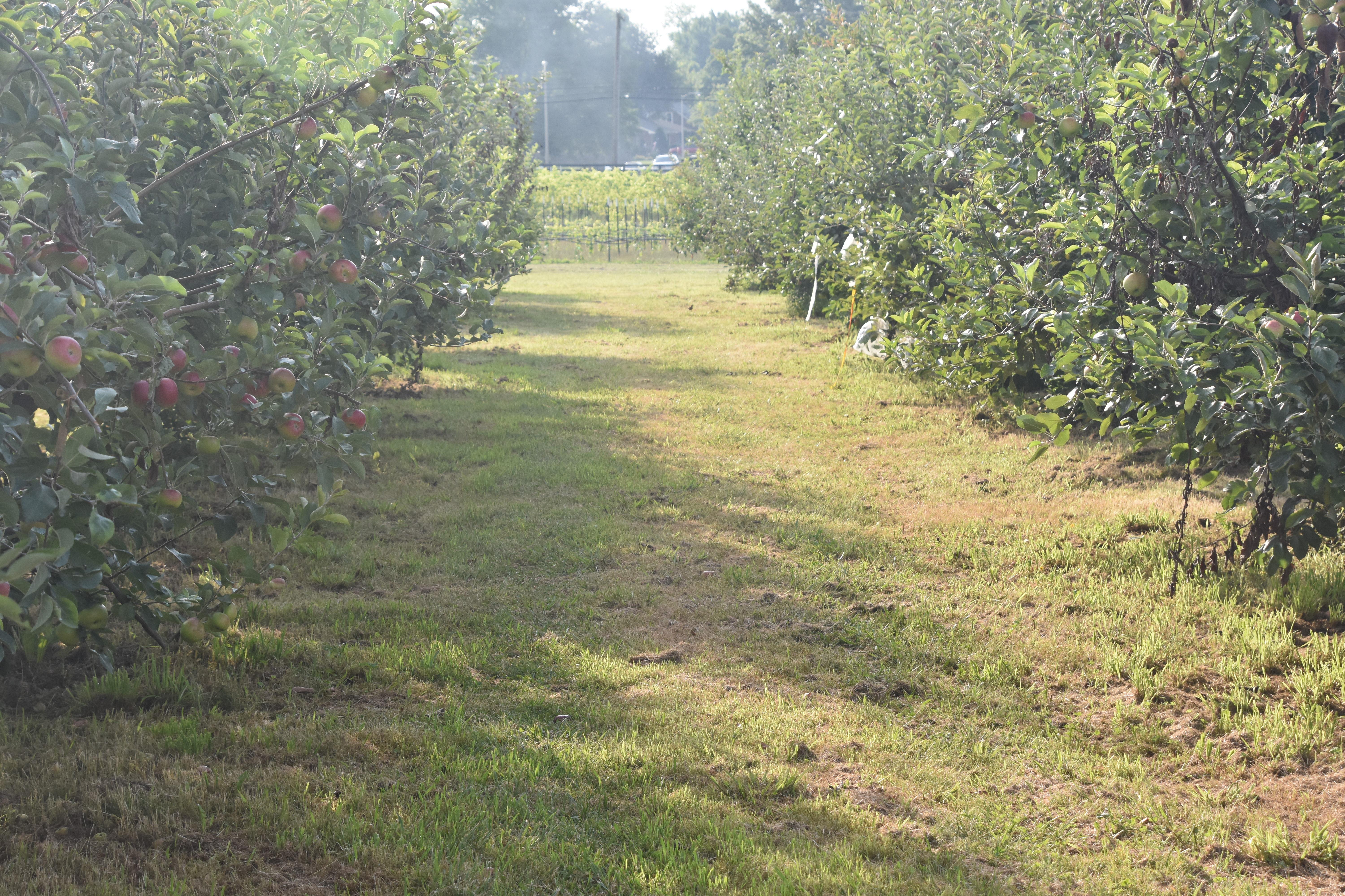 Short grass helps limit available rodent habitat. 