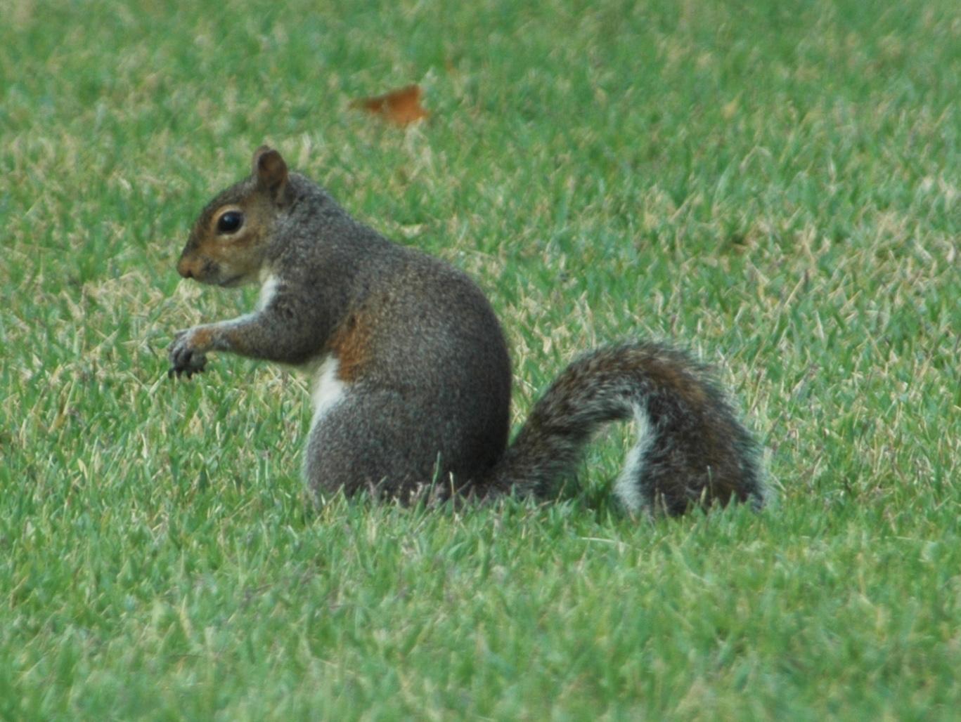 Squirrel