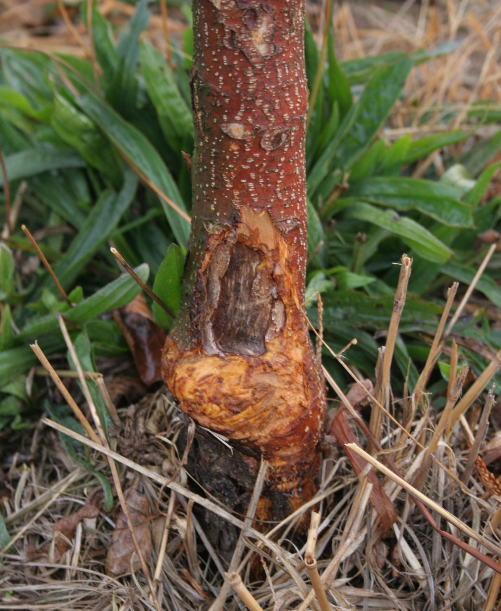 Rabbit injury to tree base (Strang, UKY)