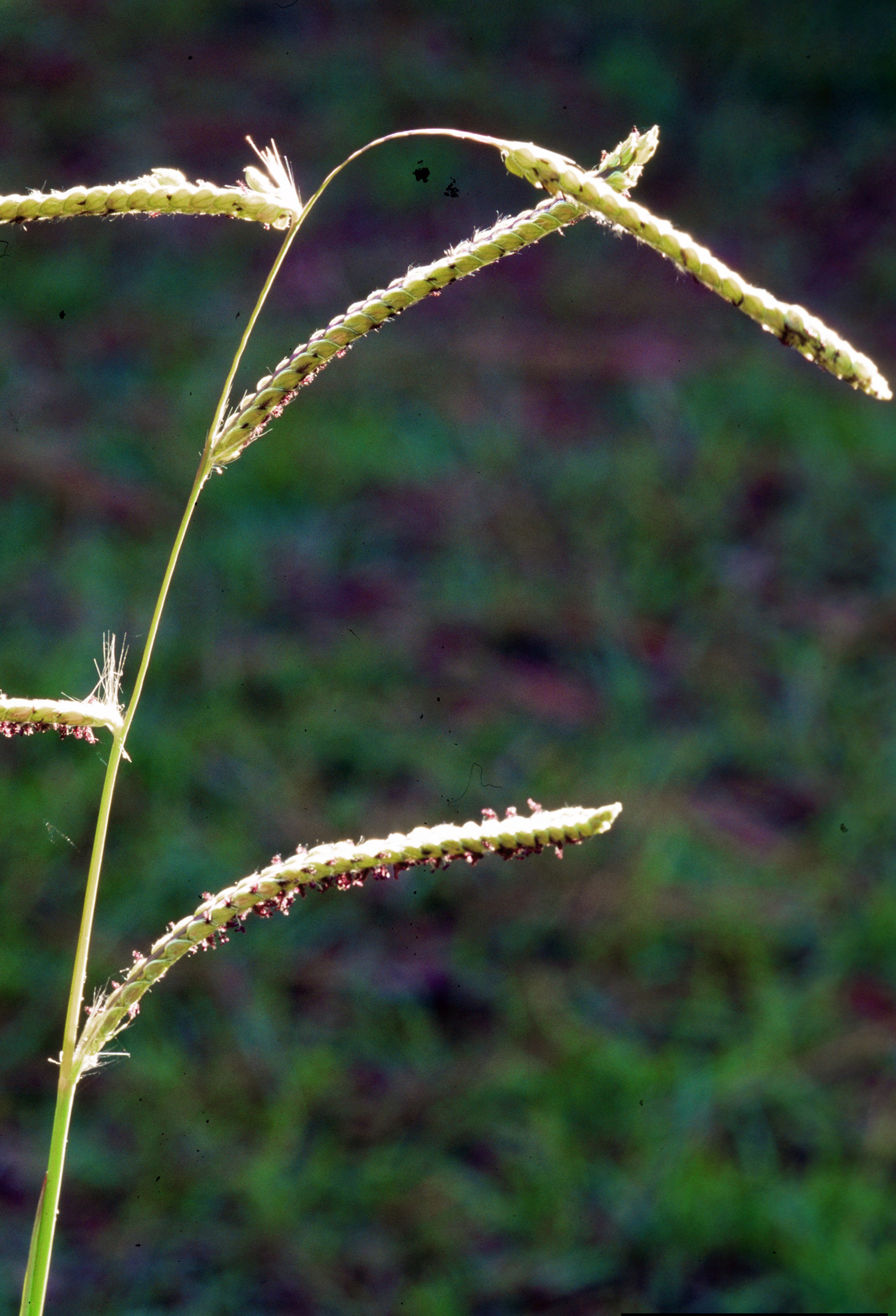 Dallisgrass flowers. 