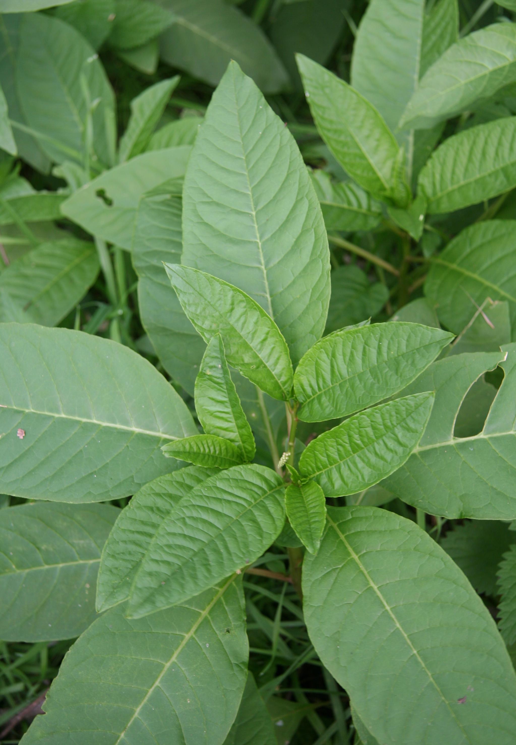 Pokeweed growth habit. 