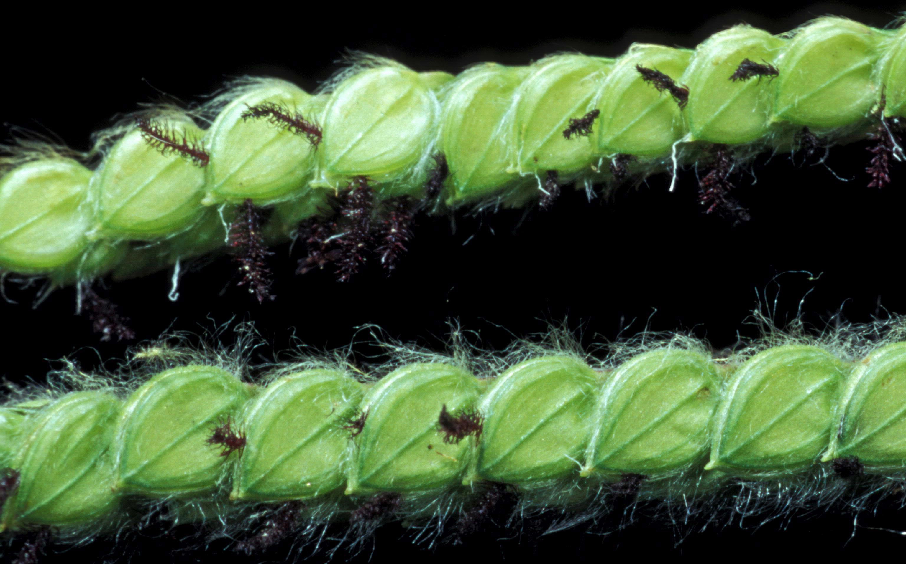 Dallisgrass seeds. 