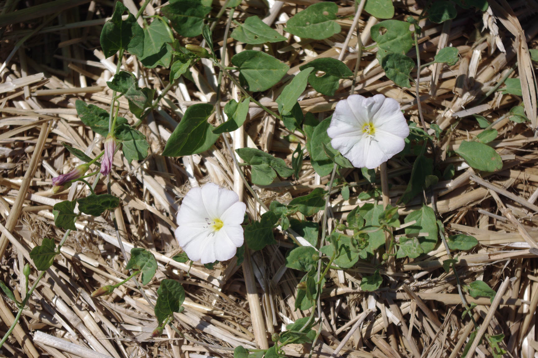 Field bindweed in bloom. 