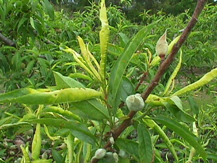 2,4-D herbicide damage to shoot. 