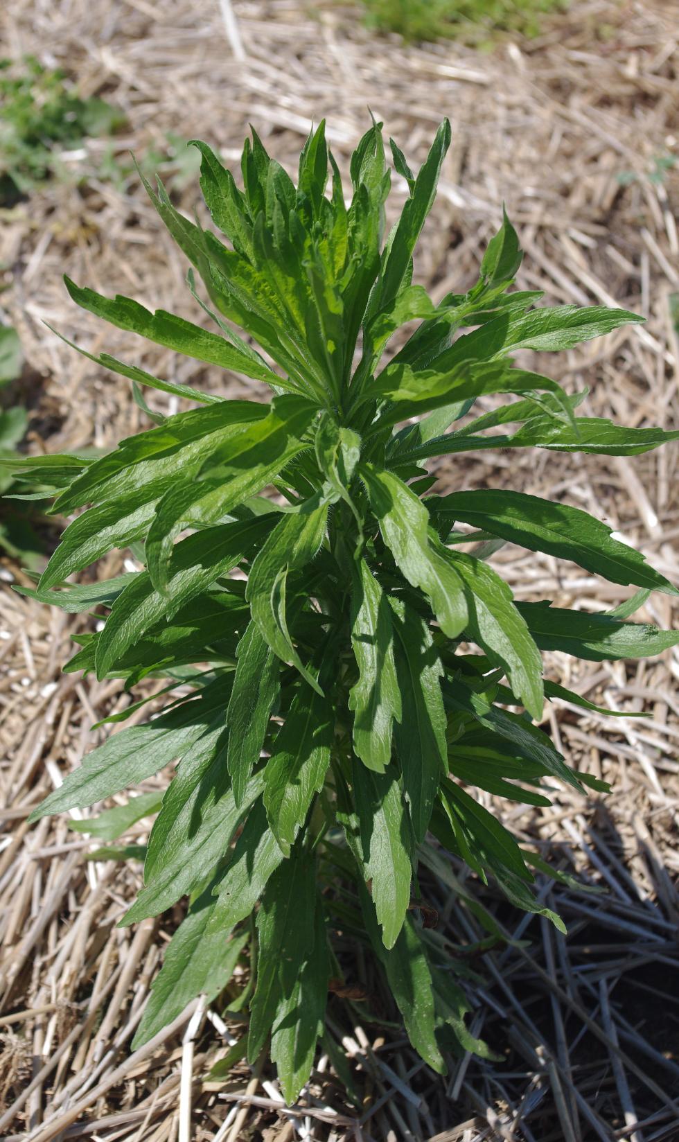 Marestail growth habit (Strang, UKY)