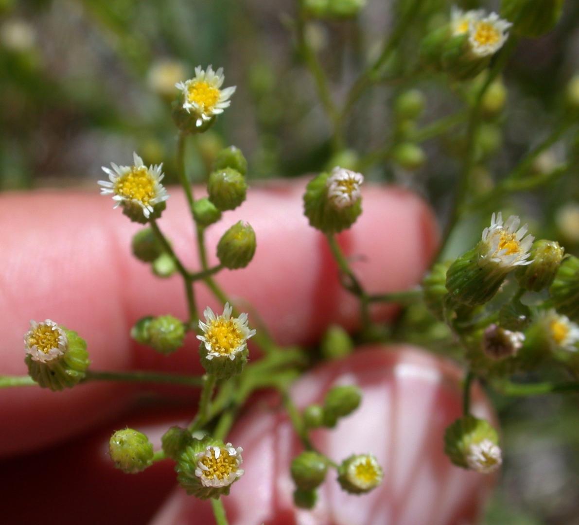 Marestail flowers (Harte, Bugwood.org)