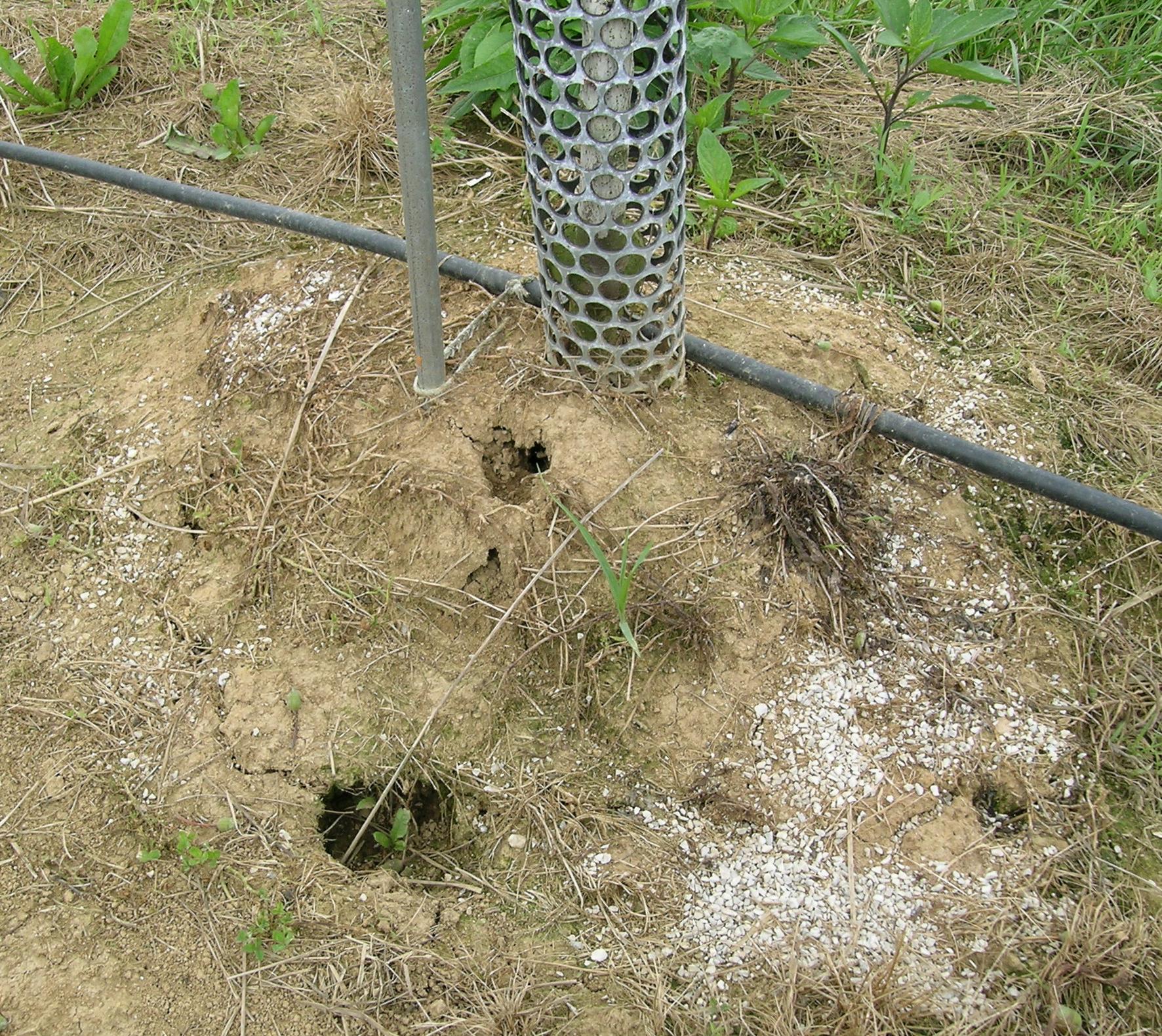 Vole tunnels at the base of a tree (Strang, UKY)