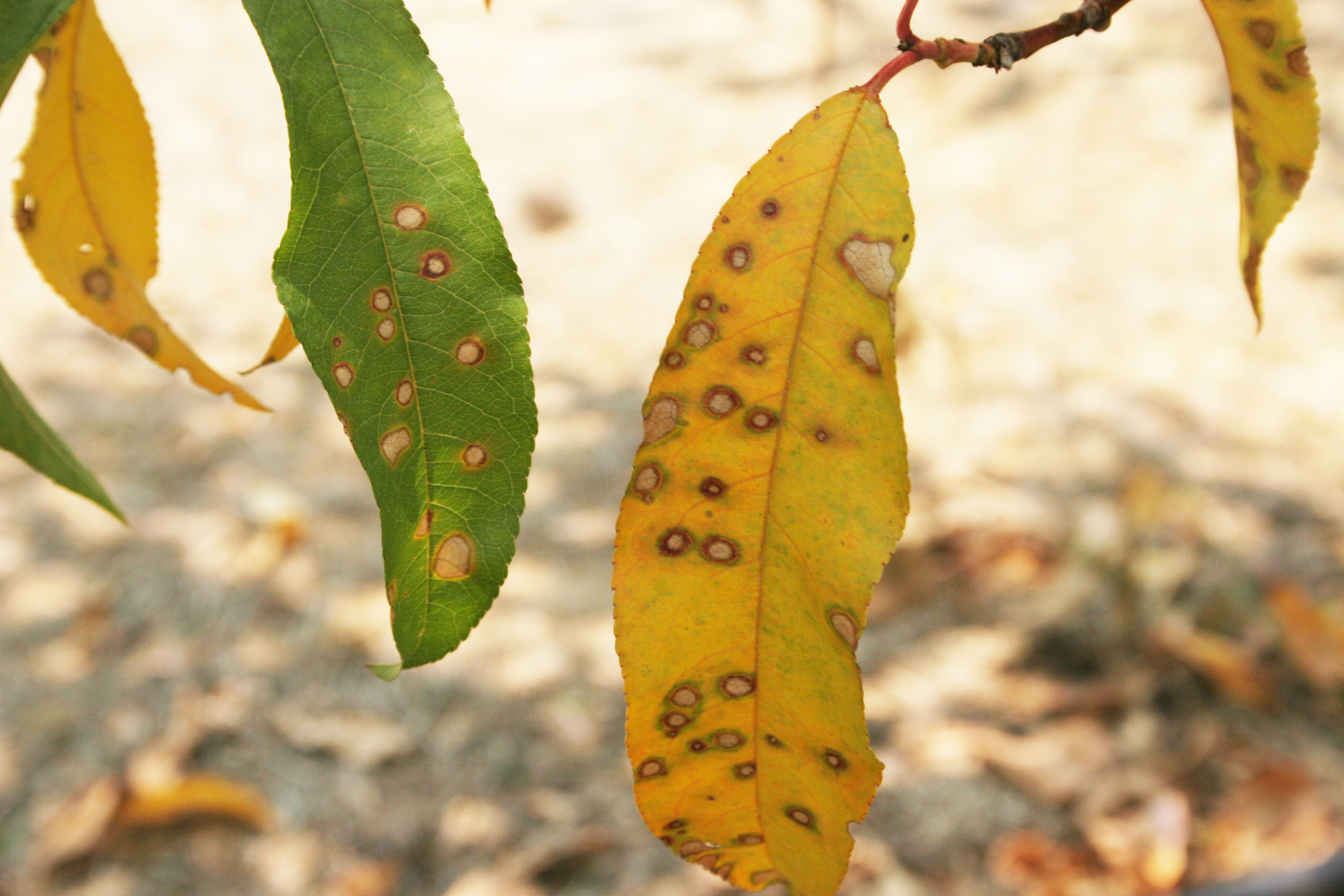 Gramoxone injury