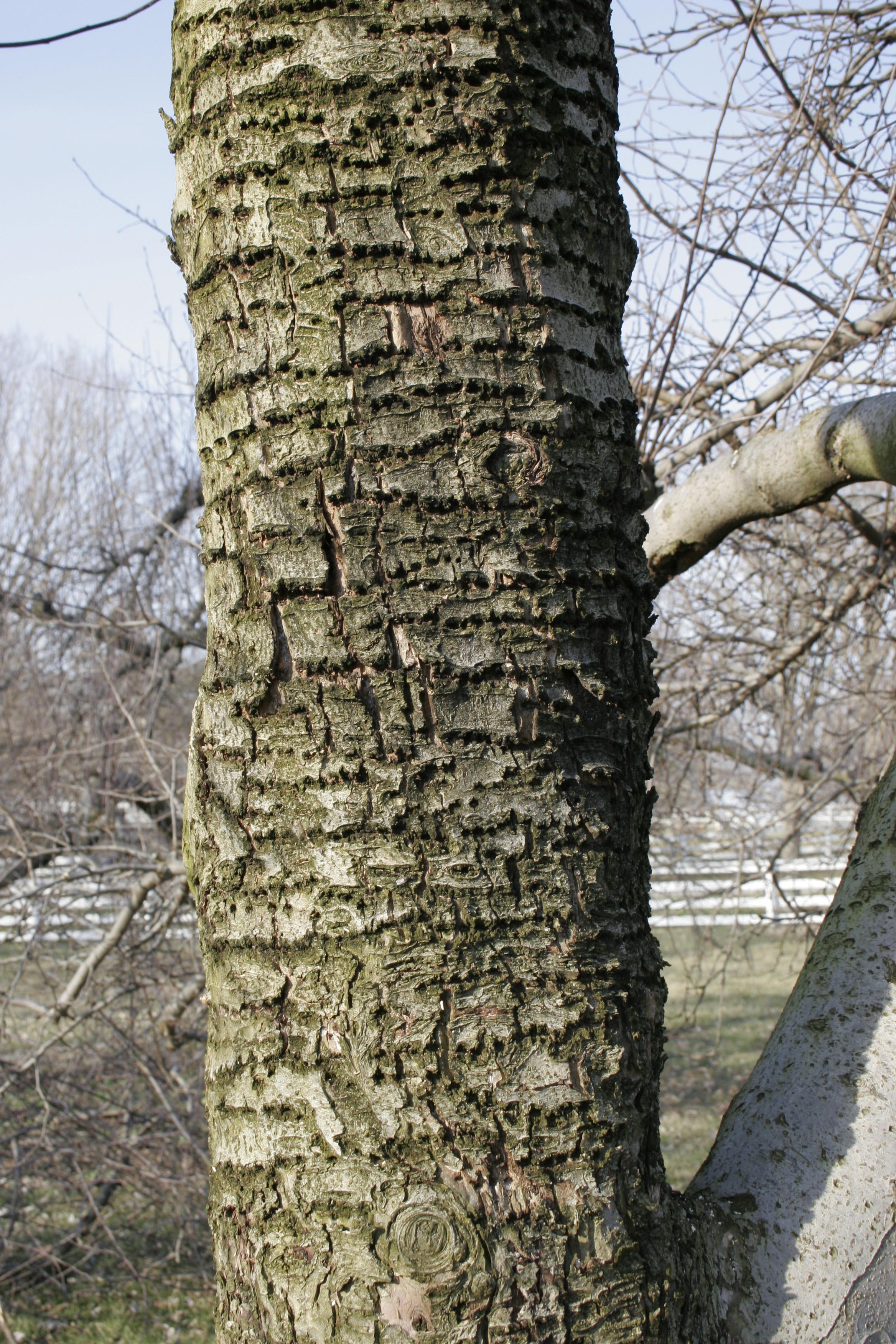 Yellow-bellied sapsucker damage to trunk (Strang, UKY)